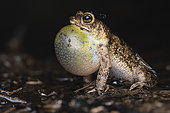 Granular toad (Rhinella merianae), Monkey Mountain, Kourou, French Guiana