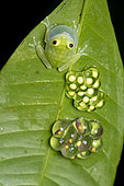 Banded-limb Glassfrog (Hyalinobatrachium cappellei), Monkey Mountain, Kourou, French Guiana