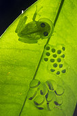 Banded-limb Glassfrog (Hyalinobatrachium cappellei), Monkey Mountain, Kourou, French Guiana