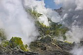 Iôzan volcano solfatar site, Akan National Park, Hokkaido Island, Japan. The sulphurous mountain of Iôzan offers intense activity: mud pots, fumaroles and yellowish crystallizations. Iô-zan literally means "sulfur". You can get up close to the 1,500 fluorescent-yellow sulfur fumaroles rising from the ground.
