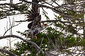 Flight of a young white-tailed eagle (Haliaeetus albicilla), Hokkaido Island, Japan. The shores of Lake Kussharo, in Akan-Mashu National Park, are lined with forests. They are home to winged fauna such as Steller's eagles and white-tailed eagles.