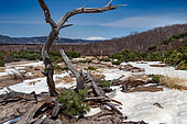 Tundra with white pine (Pinus parviflora) near the Iôzan volcanic site, Akan National Park, Hokkaido Island, Japan. Panorama near Iôzan sulfur mountain, Akan-Mashu National Park. Vegetation composed of Erman conifers and birches.