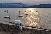 Whooper swans (Cygnus cygnus) on the shores of Lake Kussharo, Hokkaido, Japan. Wild swans or whooper swans are gregarious: they sometimes gather by the hundreds on Lake Kussharo and return every year. They appreciate a little warmth on their winter migration route.