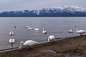 Whooper swans (Cygnus cygnus) on the shores of Lake Kussharo, Hokkaido, Japan. Wild swans or whooper swans are gregarious: they sometimes gather by the hundreds on Lake Kussharo and return every year. They appreciate a little warmth on their winter migration route.
