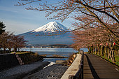 Mount Fuji in spring, from Lake Kawagashi, Honshu Island, Japan. Cherry blossoms in front of Mount Fuji, with path leading to Lake Kawagashi, Honshu island