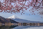Cherry blossoms in front of Mount Fuji, Lake Kawagashi, Honshu Island, Japan. The town of Fujikawaguchiko lies at the foot of Mount Fuji and overlooks Lake Kawagashi (Yamanashi prefecture).