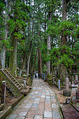 Path in the Okunoin necropolis, Japan's largest cemetery, Mount Koya, Osaka, Japan. The whole area is covered with lichen and leaves, deposited over the centuries by the forest, the necropolis' guardian. Some tombs are in ruins.