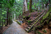Paved walkway through Okunoin Cemetery, Japan's largest, Mount Koya, Osaka, Japan. The path runs alongside the tombstones, covered with lichen and moss, and bordered by multi-centenary Japanese cedars.