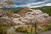 Cherry blossoms at Mont Yoshino, Nara Prefecture, Honshu Island, Japan. Mont Yoshino, revered in springtime, is known as "The Mountain of 30,000 Cherry Trees".