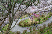 Paved path at Mont Yoshino, Nara Prefecture, Honshu Island, Japan. Mont Yoshino, revered in spring, is known as "The Mountain of 30,000 Cherry Trees". It is popular with many tourists, mainly Asians.