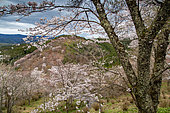 Mount Yoshino with 30,000 cherry trees, springtime, Nara Prefecture, Honshu Island, Japan. Mont Yoshino is also a sacred site and pilgrimage route in the Kii Mountains. Its ascent is dotted with temples and shrines.