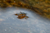 Water cricket (Velia sp.), larva on a temporary pond, Plaine des Maures Nature Reserve, Var, France