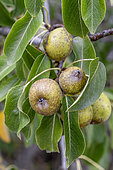 European wild pear (Pyrus pyraster) fruits, Cotes-d'Armor, France