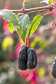 Royal Fuchsia (Fuchsia x regia) 'Regal'