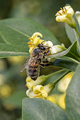 Honey bee (Apis mellifera) collecting nectar from a Chinese Pittosporum (Pittosporum heterophyllum), Bouches-du-Rhone, France