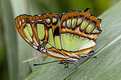 Malachite (Siproeta stelenes) on a leaf