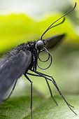 Portrait of a male Asian Swallowtail (Papilio lowi)