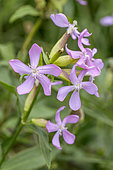 Common soapwort (Saponaria officinalis) flowers, Cotes-d'Armor, France