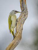 Grey-headed woodpecker or grey-faced woodpecker (Picus canus), female, during winter near Oulanka National Park. Europe, Northern Europe, Finland