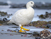 Kelp Goose, male, (Chloephaga hybrida malvinarum) on a beach on Sea Lion Island. South America, Falkland Islands