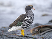 Kelp Goose, female, (Chloephaga hybrida malvinarum) on a beach on Sea Lion Island. South America, Falkland Islands