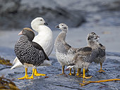Kelp Goose (Chloephaga hybrida malvinarum) a pair with chicks on a beach on Sea Lion Island. South America, Falkland Islands