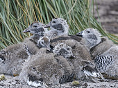Kelp Goose (Chloephaga hybrida malvinarum) chicks on a beach on Sea Lion Island. South America, Falkland Islands
