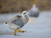 Kelp Goose (Chloephaga hybrida malvinarum) chicks on a beach on Sea Lion Island. South America, Falkland Islands