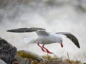 Dolphin Gull (Leucophaeus scoresbii or Larus scoresbii) looking for food in Kelp on a stormy beach.. South America, Falkland Islands, Saunders Island