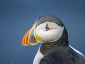 Atlantic puffin also called Common puffin (Fratercula arctica) in the cliffs of Sumburgh Head. Europe, Northern Europe, Great Britain, Shetland Islands