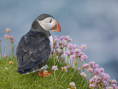 Atlantic puffin also called Common puffin (Fratercula arctica) in the cliffs of Sumburgh Head. Europe, Northern Europe, Great Britain, Shetland Islands
