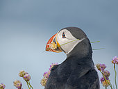 Flower in beak. Atlantic puffin also called Common puffin (Fratercula arctica) in the cliffs of Sumburgh Head. Europe, Northern Europe, Great Britain, Shetland Islands