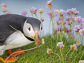 Flower in beak. Atlantic puffin also called Common puffin (Fratercula arctica) in the cliffs of Sumburgh Head. Europe, Northern Europe, Great Britain, Shetland Islands