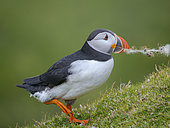Atlantic puffin also called Common puffin (Fratercula arctica) in Hermaness National Nature Reserve on the Island of Unst. Europe, Northern Europe, Great Britain, Shetland Islands