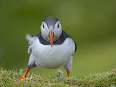 Atlantic puffin also called Common puffin (Fratercula arctica) in Hermaness National Nature Reserve on the Island of Unst. Europe, Northern Europe, Great Britain, Shetland Islands