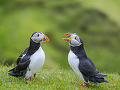 Atlantic puffin also called Common puffin (Fratercula arctica) in Hermaness National Nature Reserve on the Island of Unst. Europe, Northern Europe, Great Britain, Shetland Islands