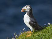Atlantic puffin also called Common puffin (Fratercula arctica) in Hermaness National Nature Reserve on the Island of Unst. Europe, Northern Europe, Great Britain, Shetland Islands
