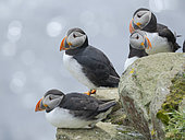 Atlantic puffin also called Common puffin (Fratercula arctica) in the cliffs of the Island of Foula,listed as Important Bird area. Europe, Northern Europe, Great Britain, Shetland Islands