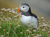 Atlantic puffin also called Common puffin (Fratercula arctica) in the cliffs of Sumburgh Head. Europe, Northern Europe, Great Britain, Shetland Islands