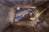 African Grey Hornbill (Lophoceros nasutus) and its three chicks, in a nesting box, Namibia, Africa