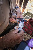 Tagging of a young Southern yellow-billed hornbill (Tockus leucomelas), leg diameter measurement, Namibia, Africa