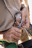 Tagging a young Southern yellow-billed Hornbill (Tockus leucomelas), Namibia, Africa
