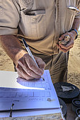 Tagging of Southern yellow-billed Hornbill (Tockus leucomelas), notes of the bird's measurements, Namibia, Africa