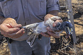 Tagging a Southern yellow-billed Hornbill (Tockus leucomelas), Namibia, Africa