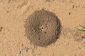Ant nest in the sand, Namibia, Africa