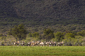 Gemsbok (Oryx gazella), Namibia, Africa