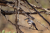Pririt batis (Batis pririt) on a branch, Namibia, Africa