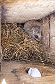 Black-tailed tree rat (Thallomys nigricauda) in a hornbill nesting box, Namibia, Africa