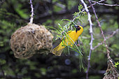 Male Southern Masked Weaver (Ploceus velatus) building his nest, Namibia, Africa