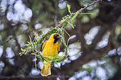 Male Southern Masked Weaver (Ploceus velatus) building his nest, Namibia, Africa